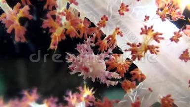 小种蜘蛛蟹，糖果蟹壳在软珊瑚棘软珊瑚的息肉中